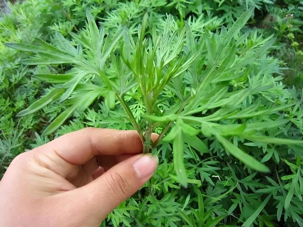 Lợi ích không ngờ của ngải cứu