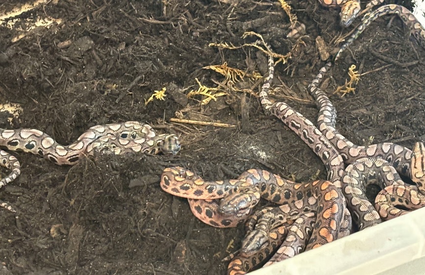 Ca sinh thần kỳ của chú "trăn đực"