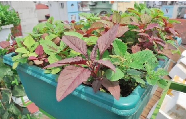 Những người hạn chế ăn rau dền?