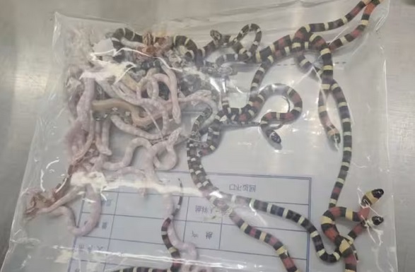 Trung Quốc bắt người đàn ông giấu hơn 100 con rắn sống trong quần