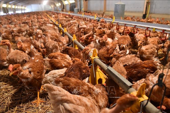 WHO cảnh báo nghiêm trọng về nguy cơ bùng phát dịch cúm gia cầm H5N1