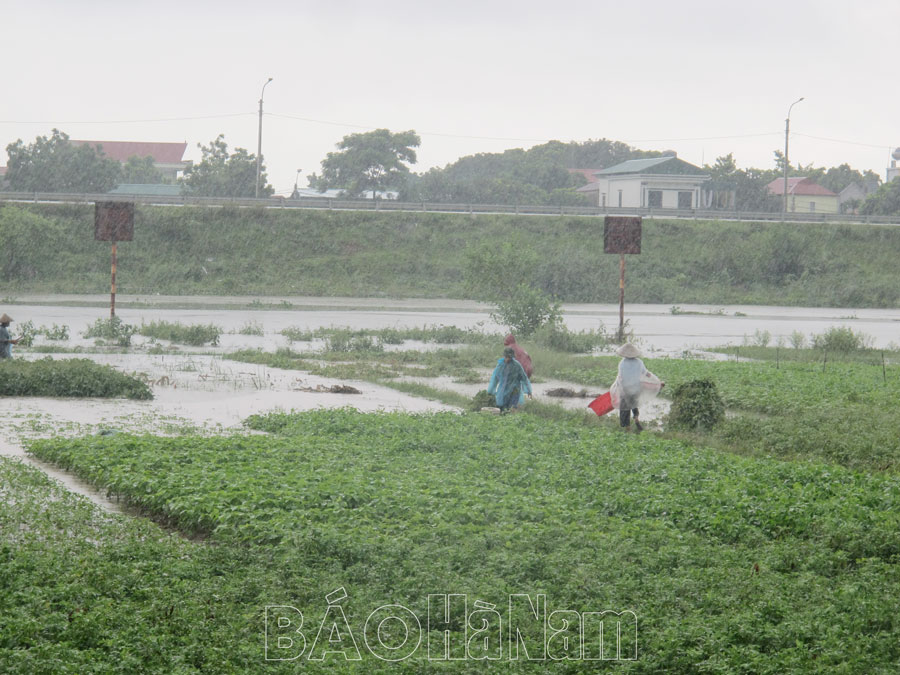 Sở NN&PTNT hướng dẫn biện pháp chăm sóc, bảo vệ cây trồng sau mưa, úng