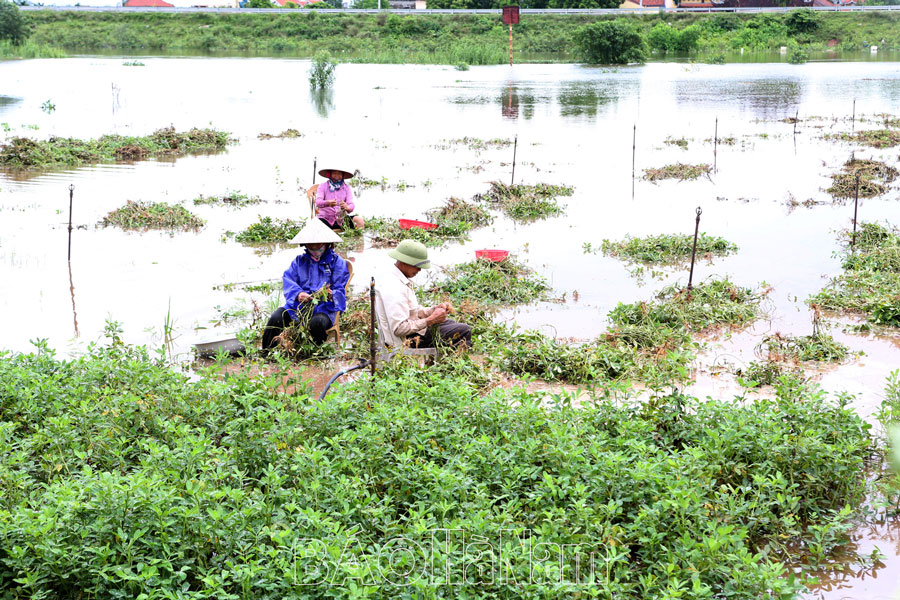 Dự báo lũ trên sông Đáy sẽ lên trên báo động III