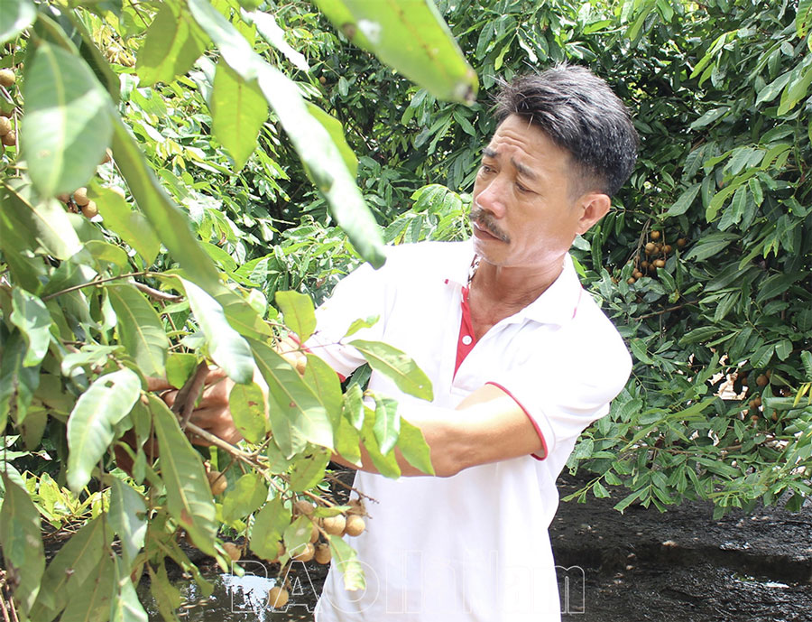 Chuyển đổi cơ cấu cây trồng trên vùng lúa kém hiệu quả ở Trịnh Xá