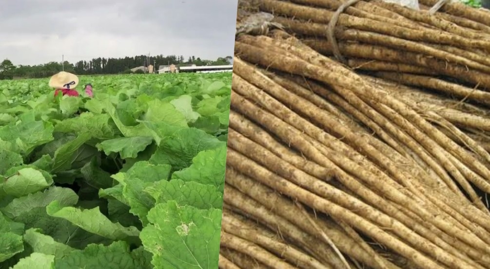 Công dụng của cây ngưu bàng