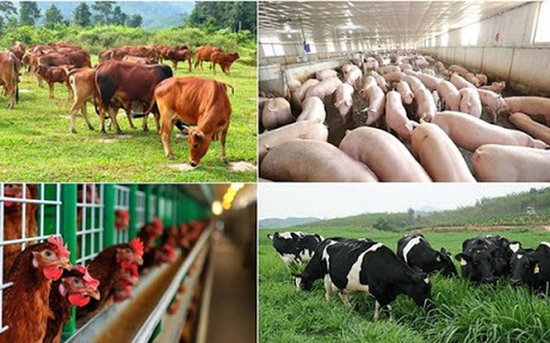Chính sách mới hỗ trợ nâng cao hiệu quả chăn nuôi