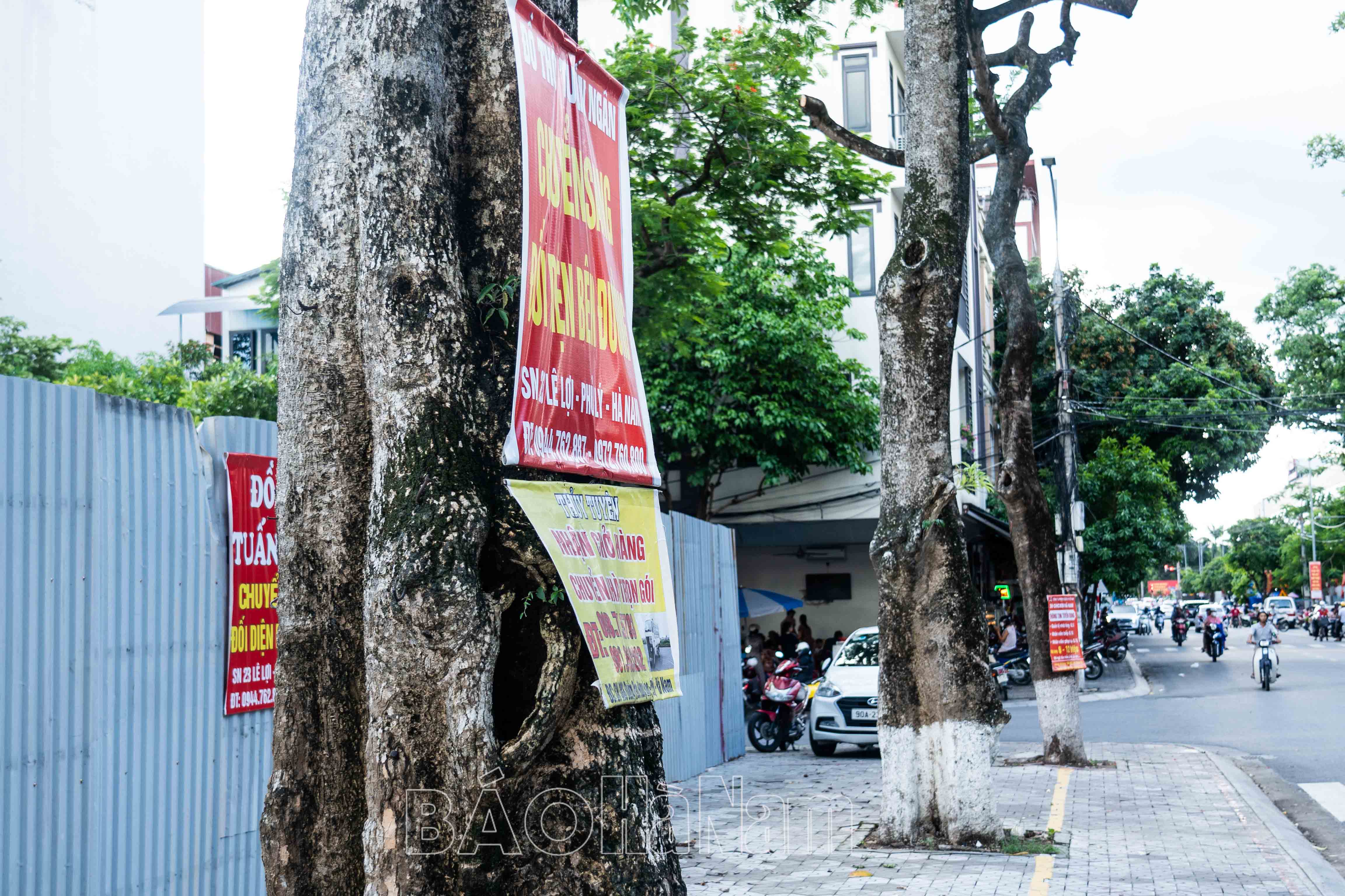 Đời cây xanh trong phố