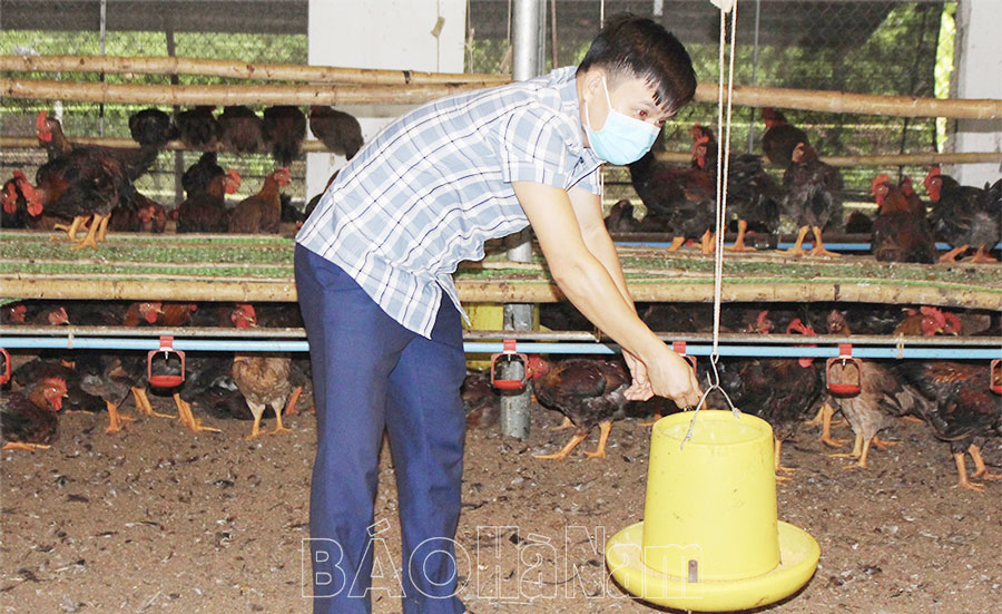 Giá thức ăn chăn nuôi tăng, nhiều hộ chăn nuôi ở Đồn Xá gặp khó khăn