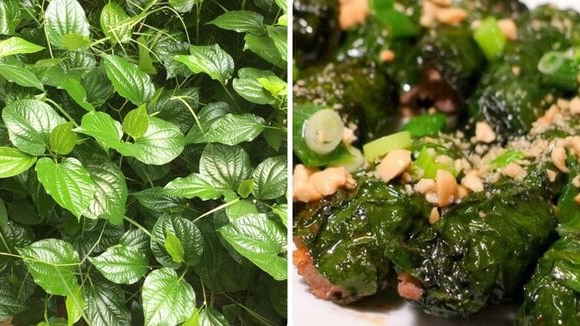 Lá lốt - vị thuốc nam có nhiều tác dụng tốt cho sức khoẻ