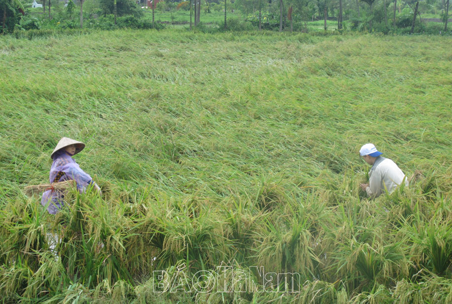 Hơn 9.154 ha lúa và cây trồng bị ảnh hưởng do bão số 3
