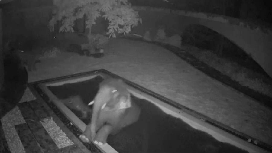 'Đột nhập' nhà dân lúc nửa đêm, voi rừng nghịch thỏa thích trong hồ bơi