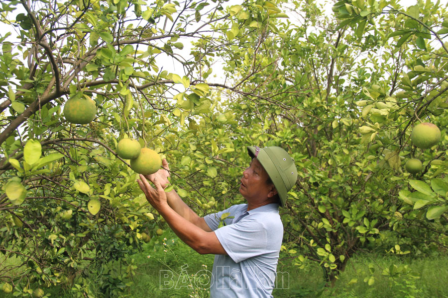 Chi bộ thôn Mã Não học tập và làm theo Bác trong lãnh đạo phát triển kinh tế - xã hội