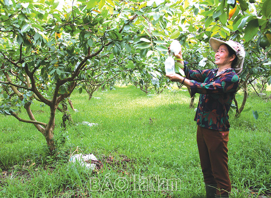 Hội LHPN Thanh Liêm giúp hội viên phát triển kinh tế, giảm nghèo bền vững