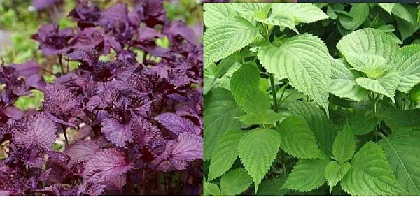 Tía tô xanh và tía tô đỏ loại nào tốt hơn?