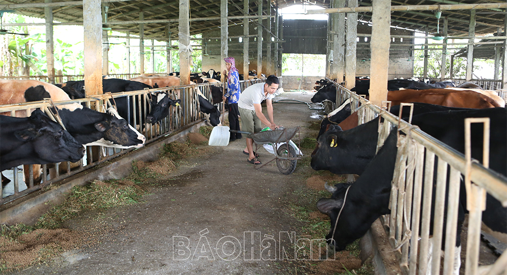 Phát huy vai trò HTXDVNN trong phát triển nông nghiệp ở Duy Tiên