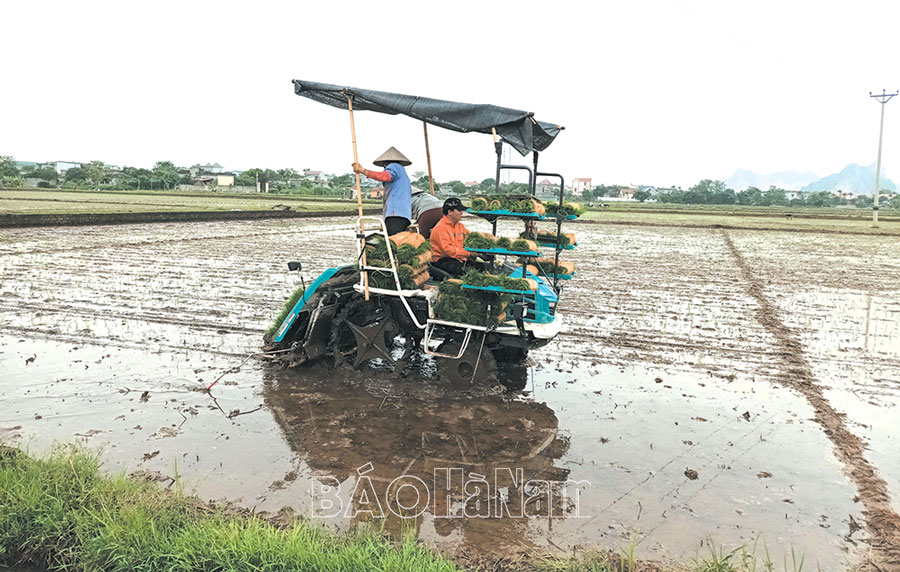 Tiếp tục mở rộng diện tích cấy máy