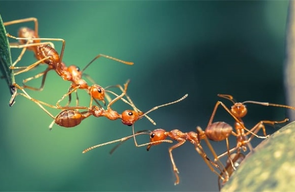 Phát hiện khả năng vượt trội của đàn kiến