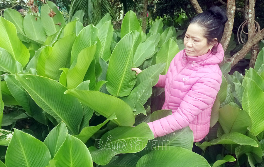 Hiệu quả trồng cây lá dong ở Hợp Lý