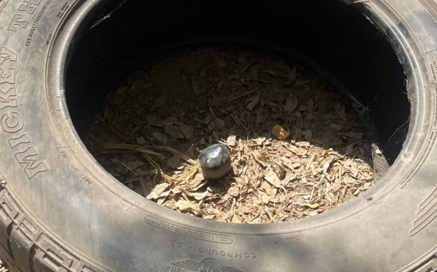 Chú chó tha 'quả bóng' về nhà, chủ hoảng sợ khi phát hiện sự thật