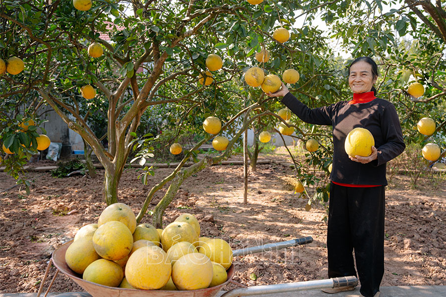 Vùng bưởi Lý Nhân vào vụ Tết