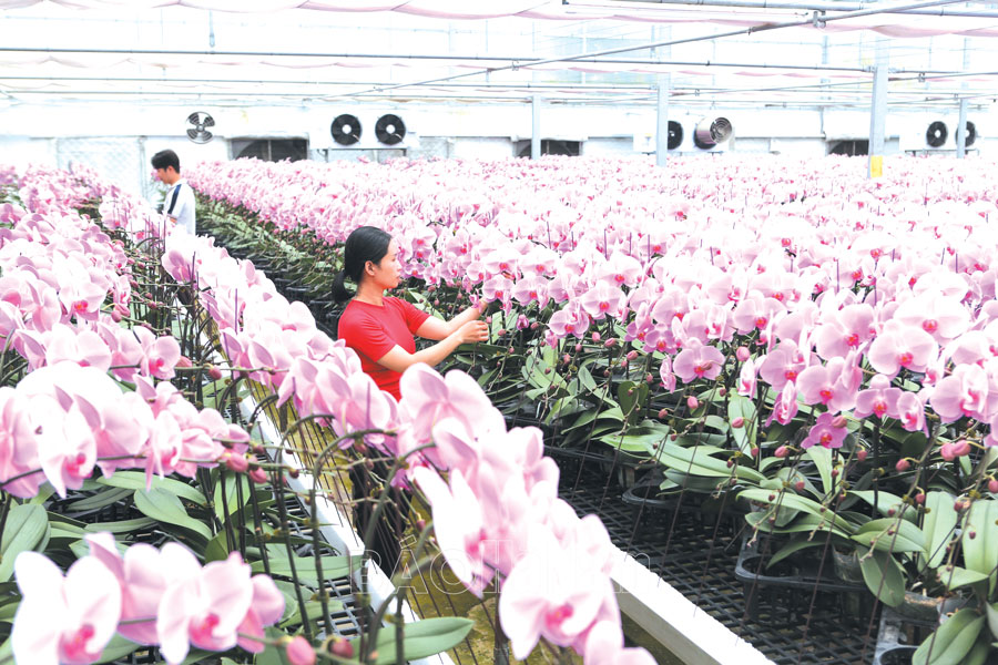 Hiệu quả từ mô hình trồng hoa công nghệ cao