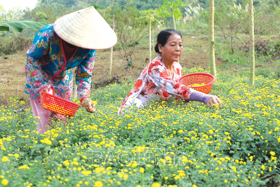 Xuân về trên vùng đồi rừng Thanh Sơn