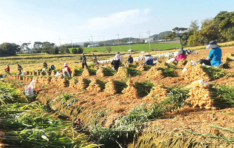 Xuân đến sớm với những lao động thời vụ ở Hàn Quốc
