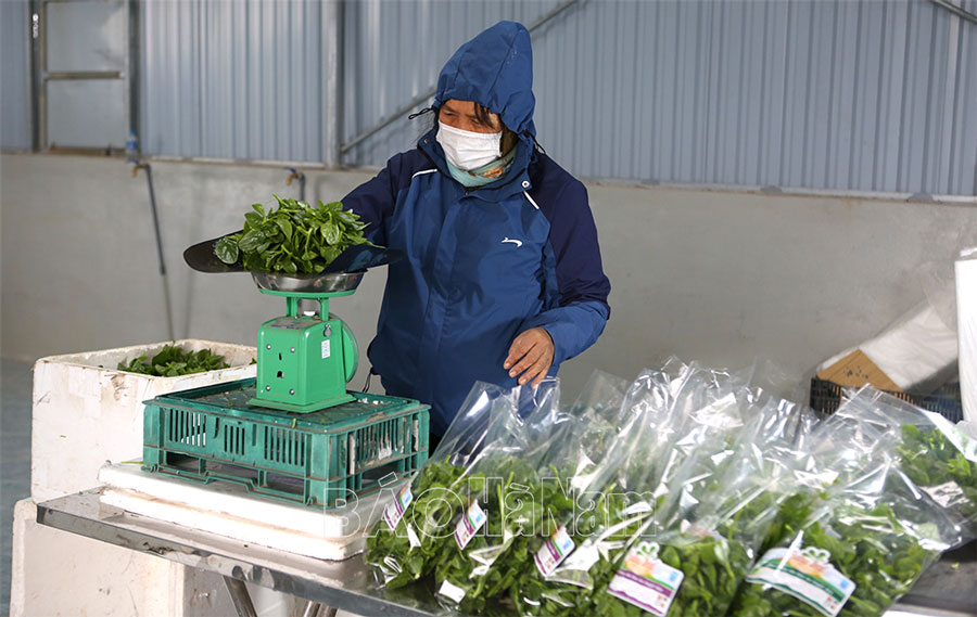 Bình Lục phát triển sản xuất nông nghiệp ứng dụng công nghệ cao