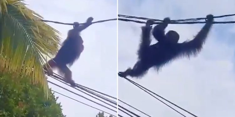 Đu mình trên cáp cao thế kiếm thức ăn, đười ươi gặp nạn thương tâm