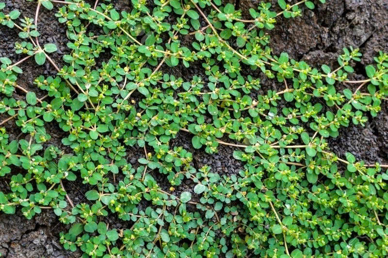 Loại cỏ “nghìn rễ” mọc dại khắp Việt Nam, là vị "thuốc quý" nhưng ít người biết