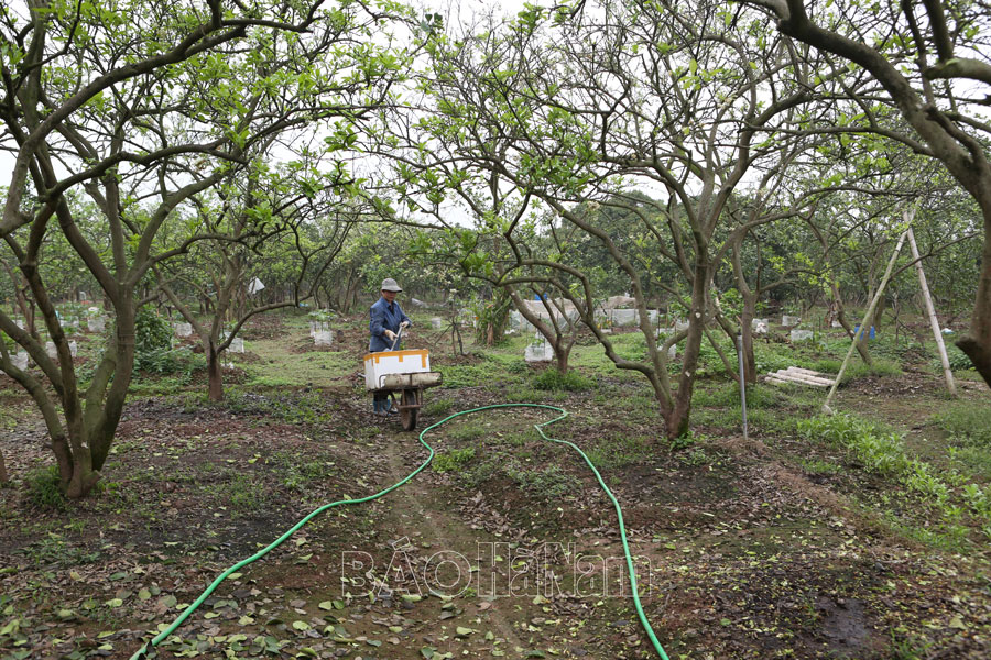 Khôi phục vùng trồng bưởi tập trung Du Long