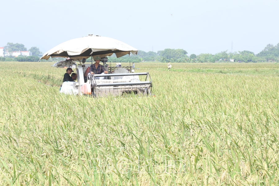 Phát triển sản xuất nông nghiệp ở Bình An