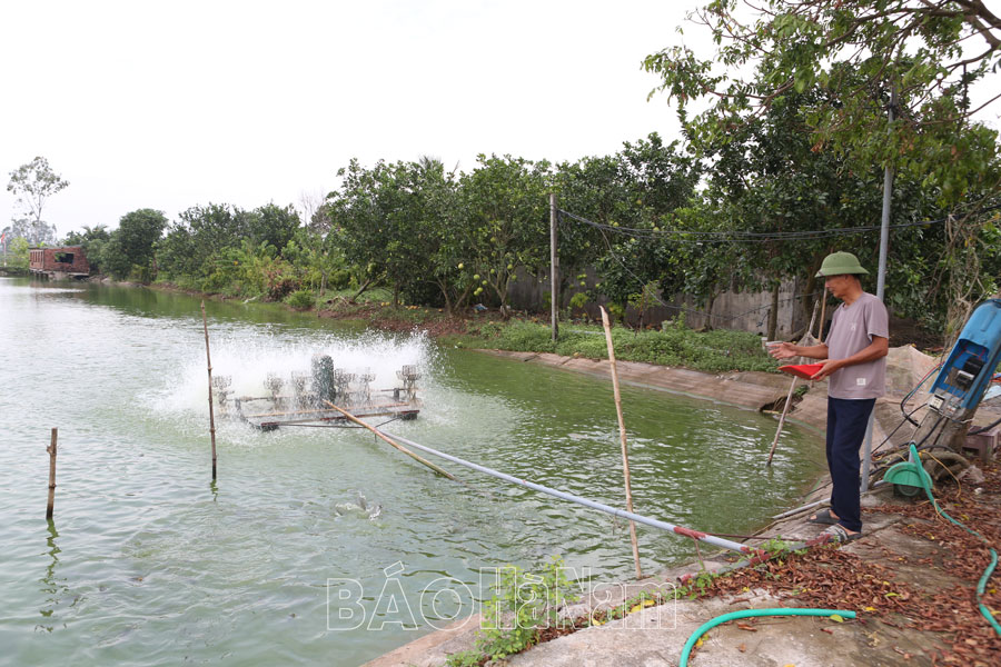 Phát triển sản xuất ở HTX Nuôi trồng thủy sản Chân Lý