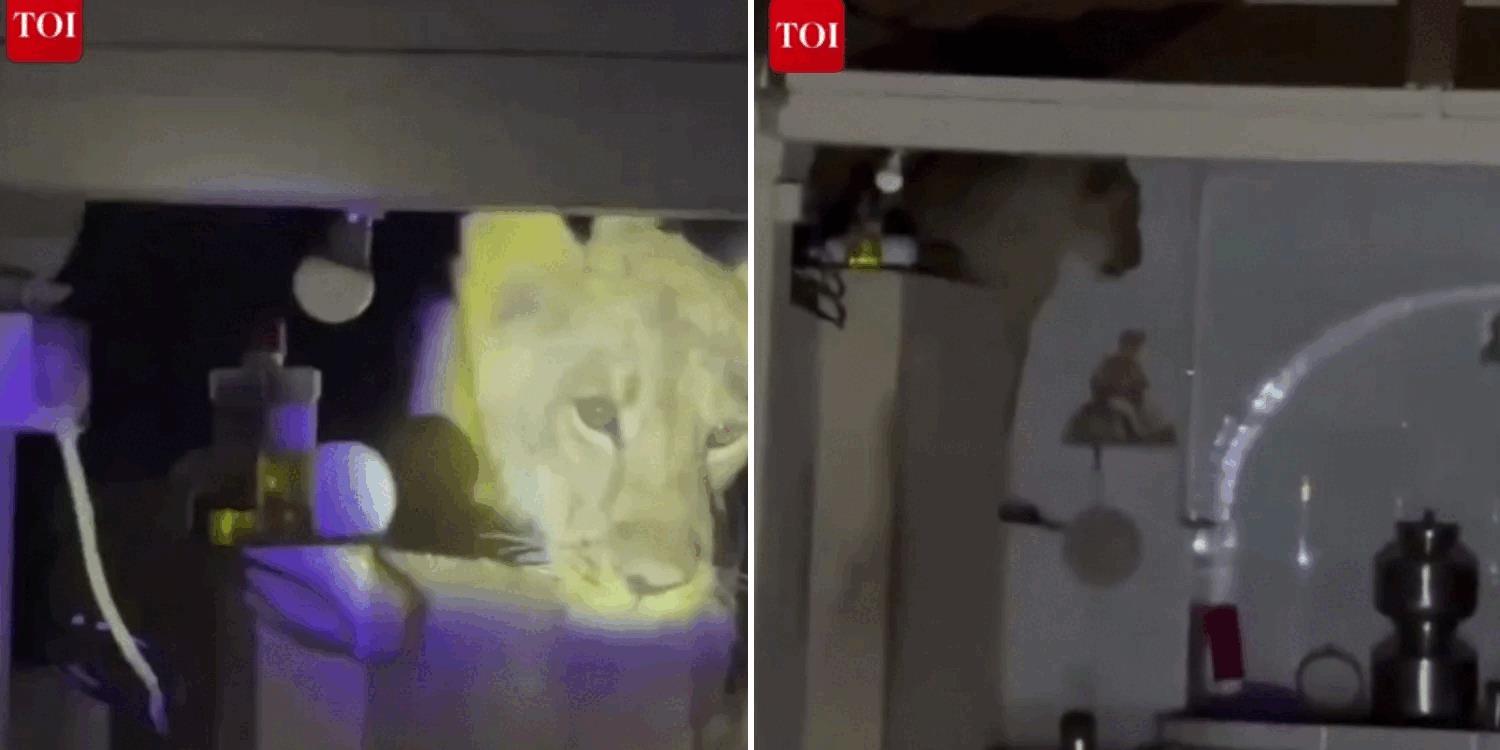 Sư tử cố 'đột nhập' phòng bếp lúc nửa đêm khiến chủ nhà hoảng hồn