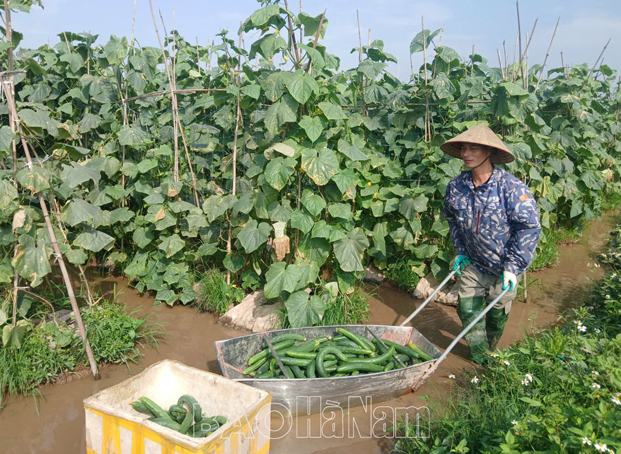 Hiệu quả hoạt động của HTXDVNN Kim Bình