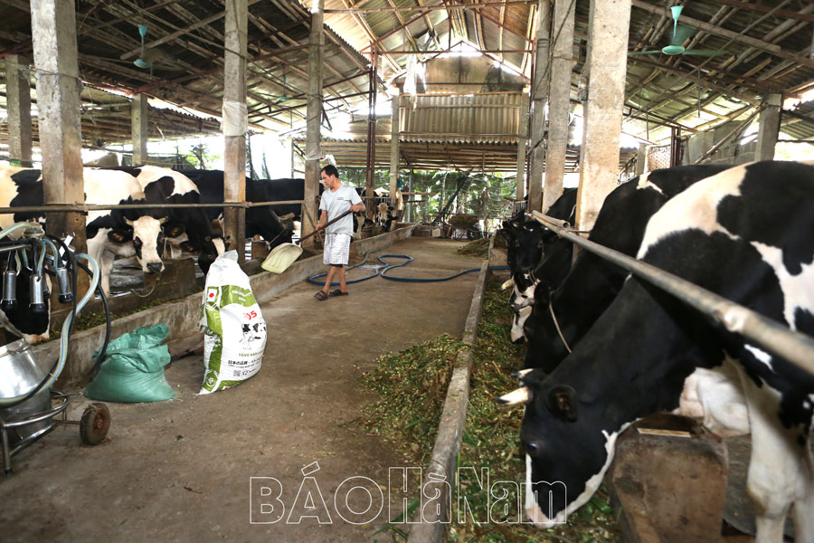Chăn nuôi bò sữa ở Mộc Hoàn gặp khó