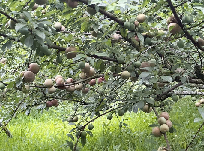 Mộc Châu vào mùa hái mận