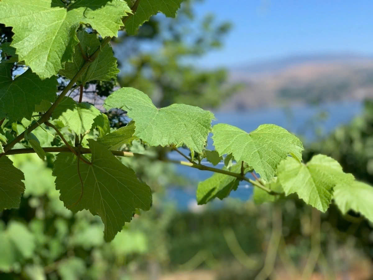 Loại lá tưởng chỉ bỏ đi, phơi khô lại thành “thuốc quý” không phải ai cũng biết