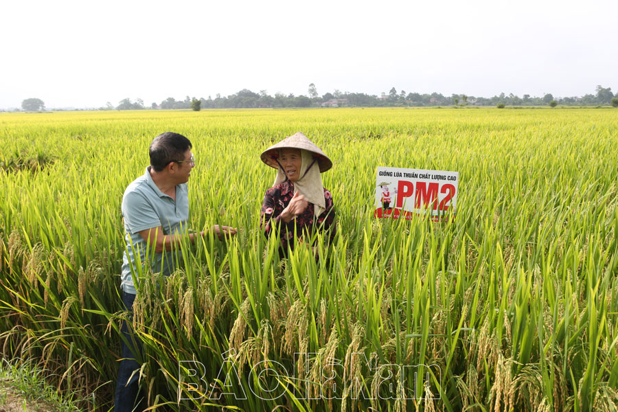 Phát huy vai trò của HTXDVNN trong liên kết sản xuất lúa hàng hóa