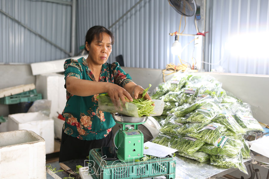 Sản xuất theo hướng công nghệ cao tại HTX Thanh Hà