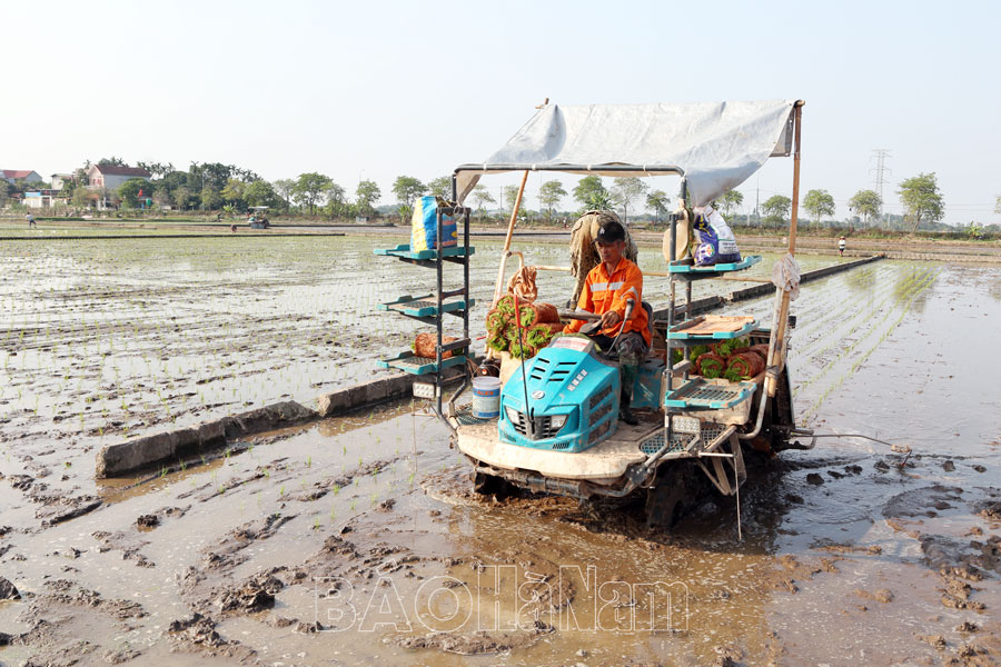 Nâng cao giá trị sản xuất lúa vụ mùa năm 2025