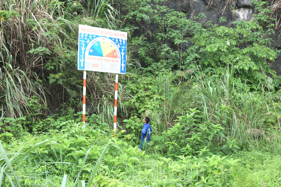 Tăng cường công tác bảo vệ rừng, phòng cháy và chữa cháy rừng