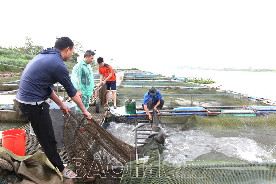 Chủ động phòng, chống lũ cho vùng thủy sản ngoài đê sông Hồng