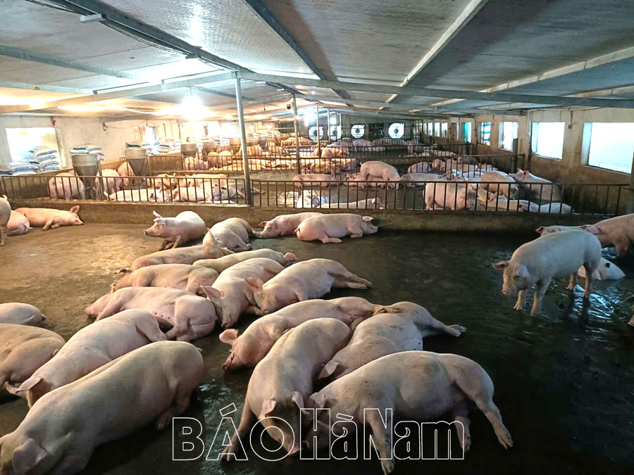 Tăng cường phòng, chống dịch tả lợn châu Phi