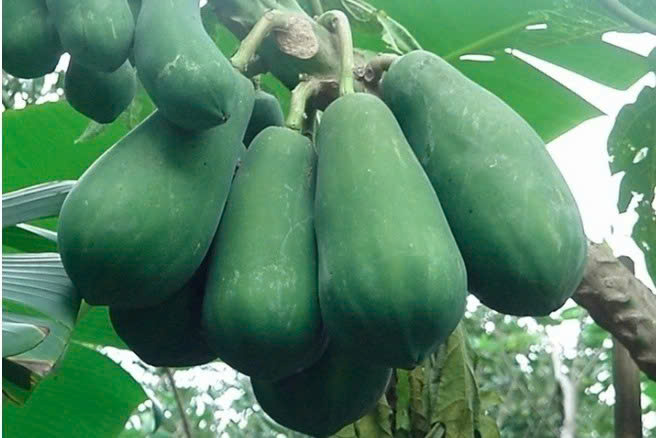 Đu đủ xanh có công dụng gì?