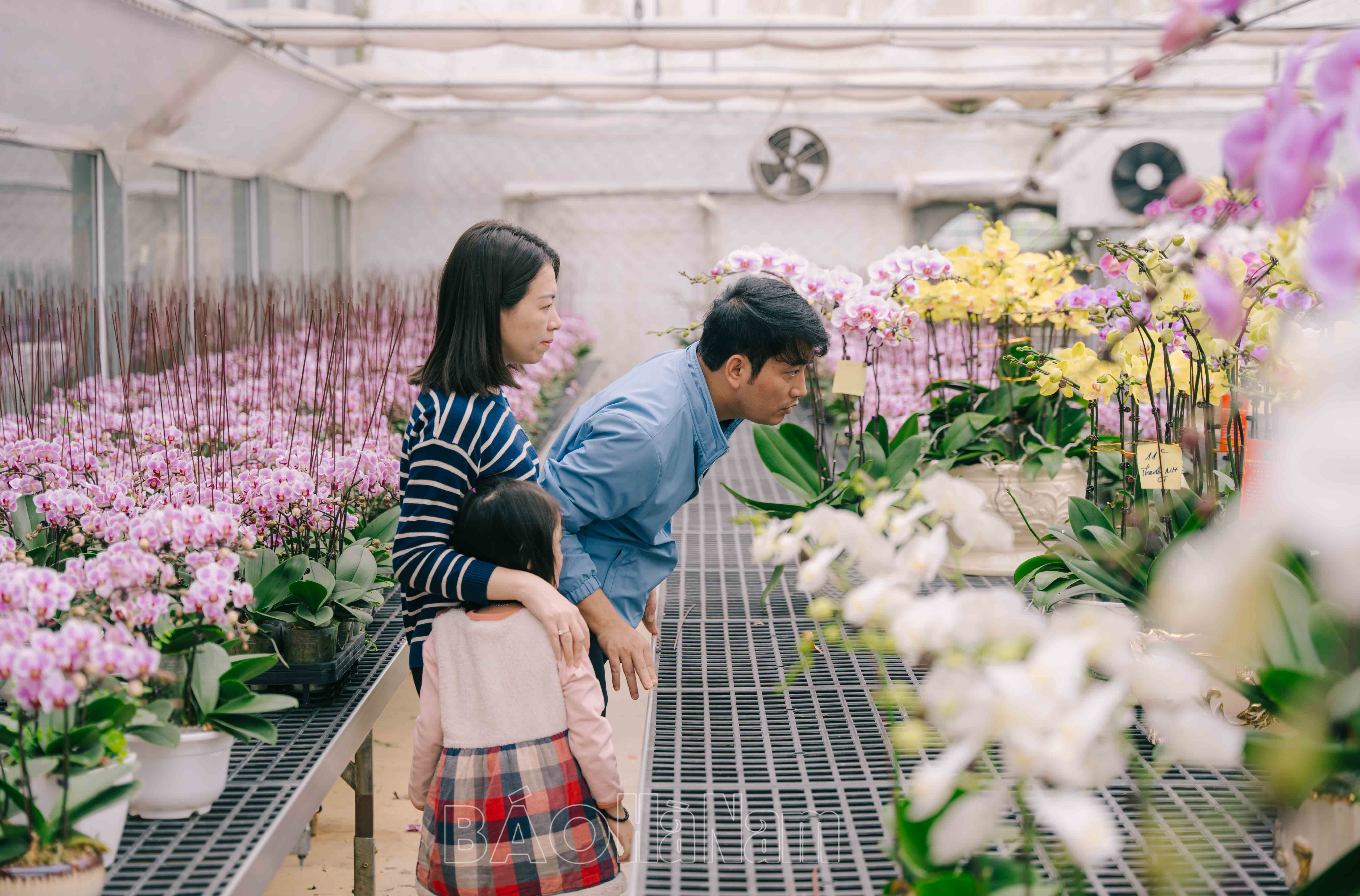 Thăm vườn lan hồ điệp công nghệ cao ở Phù Vân