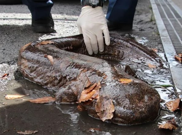 Nhật Bản phát hiện sinh vật kỳ lạ giống loài kỳ giông qúy hiếm