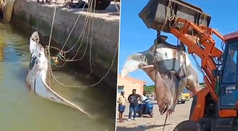 Bắt được cá đuối khủng 1,5 tấn, dùng cả máy xúc kéo lên bờ