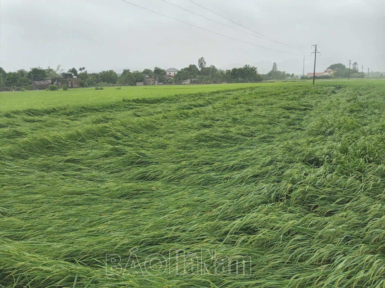 Nhiều diện tích lúa, hoa màu bị thiệt do ảnh hưởng của bão số 3