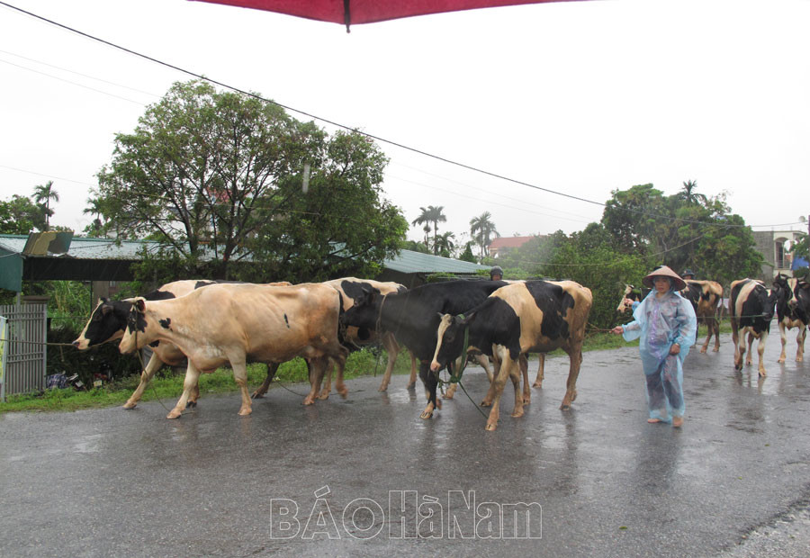 Duy Tiên tập trung di dời người dân và tài sản ra khỏi vùng ngập lụt